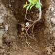 ASIR FRUIT BIO